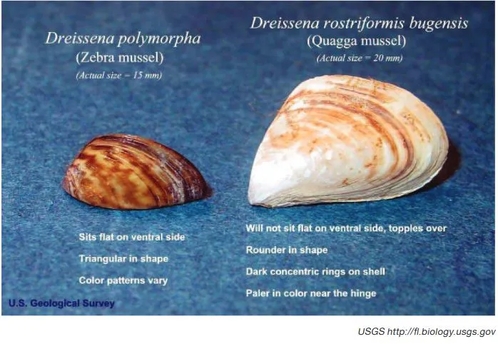 Zebra Mussel