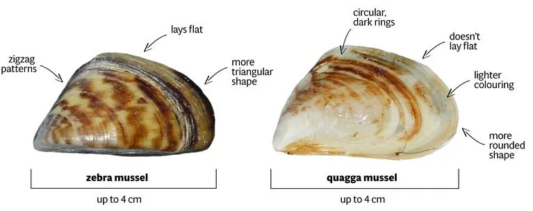 Zebra Mussel - photo 2