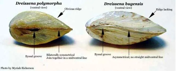 Zebra Mussel - photo 3