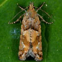 Spruce Bud Moth - Hodges#3240