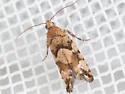 Spruce Bud Moth - Hodges#3240 - photo 2