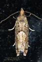 Spruce Bud Moth - Hodges#3240 - photo 3