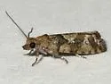 Spruce Bud Moth - Hodges#3240 - photo 4