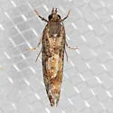Spruce Bud Moth - Hodges#3240 - photo 5