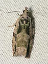 Buckeye Petiole Borer - Hodges#3238