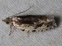 Buckeye Petiole Borer - Hodges#3238 - photo 2