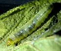 Buckeye Petiole Borer - Hodges#3238 - photo 3