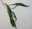 Buckeye Petiole Borer - Hodges#3238 - photo 4