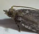 Buckeye Petiole Borer - Hodges#3238 - photo 5