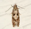 Douglas-fir bud moth - Hodges#3244