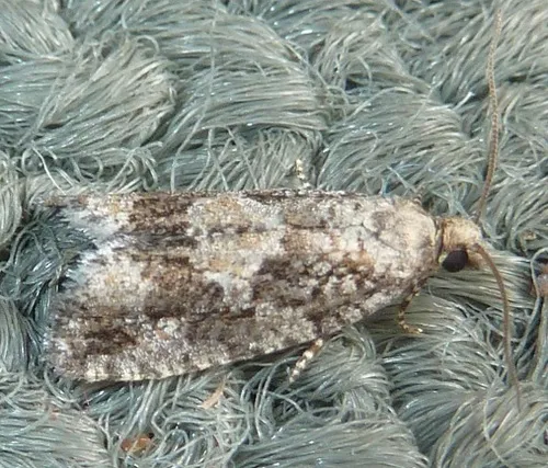 Larch Needleworm - Hodges#3241