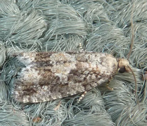 Larch Needleworm - Hodges#3241 - photo 2