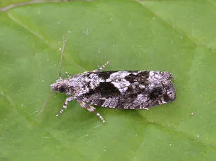 Zeiraphera isertana