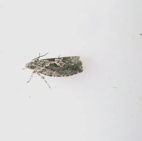Zeiraphera isertana - photo 3