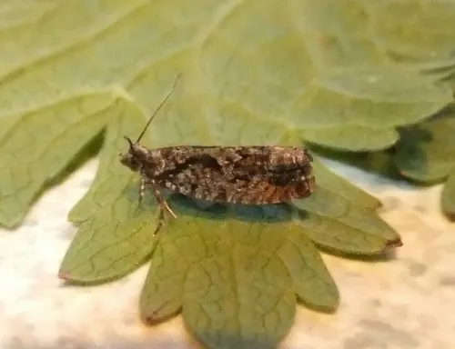 Zeiraphera isertana - photo 5