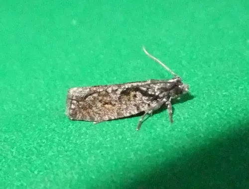 Zeiraphera isertana - photo 6