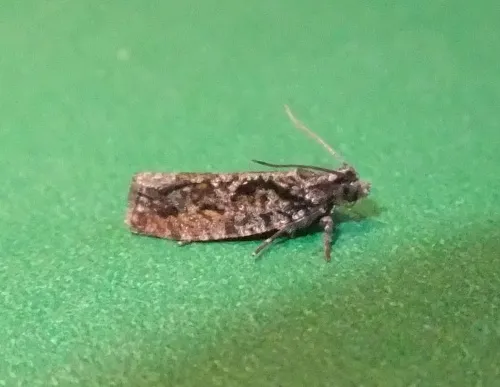 Zeiraphera isertana - photo 7