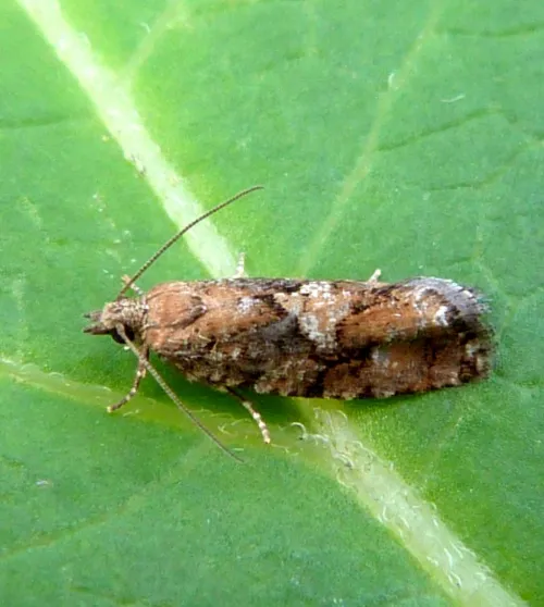 Spruce Bud Moth