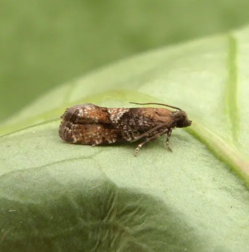 Spruce Bud Moth - photo 2