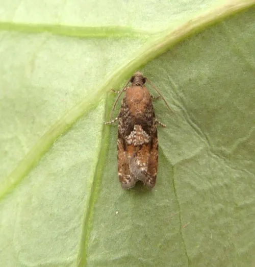 Spruce Bud Moth - photo 3