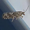Purple-Striped Shootworm Moth - Hodges#3243