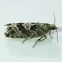 Purple-Striped Shootworm Moth - Hodges#3243 - photo 2
