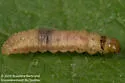 Purple-Striped Shootworm Moth - Hodges#3243 - photo 3
