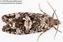 Purple-Striped Shootworm Moth - Hodges#3243 - photo 4