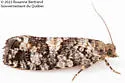 Purple-Striped Shootworm Moth - Hodges#3243 - photo 5