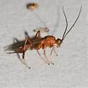 Zele albiditarsus