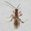 Zele albiditarsus - photo 2