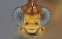 Zele albiditarsus - photo 3