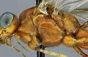 Zele albiditarsus - photo 4
