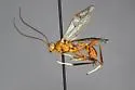 Zele albiditarsus - photo 5