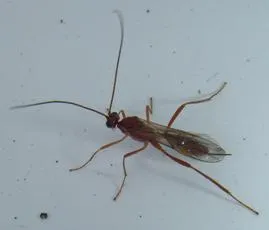 Zele deceptor - photo 3