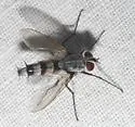 Zelia gracilis