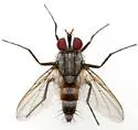 Zelia gracilis - photo 2