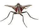 Zelia gracilis - photo 4