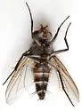 Zelia gracilis - photo 5