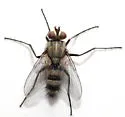 Zelia metalis