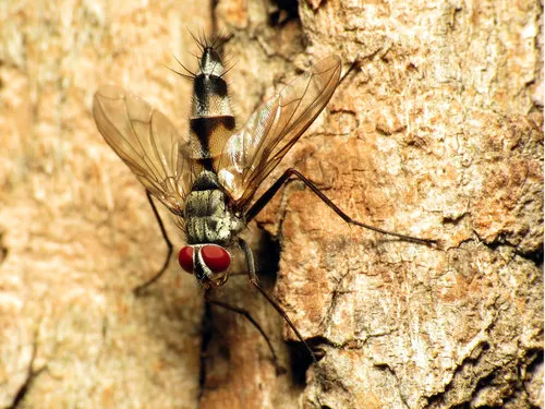 Zelia vertebrata