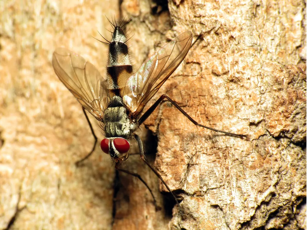 Zelia vertebrata - photo 2