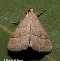 Zelicodes linearis - Hodges#8410 - photo 2