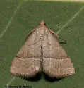 Zelicodes linearis - Hodges#8410 - photo 3