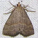 Zelicodes linearis - Hodges#8410 - photo 4