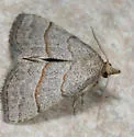 Zelicodes linearis - Hodges#8410 - photo 5