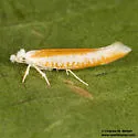 Zelleria arizonica - Hodges#2424