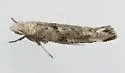 Zelleria celastrusella - Hodges#2425