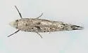 Zelleria celastrusella - Hodges#2425 - photo 2