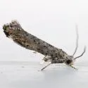Zelleria celastrusella - Hodges#2425 - photo 3